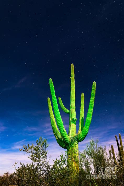Saguaro Cactus Against Star Filled Sky Photograph By Bryan Mullennix