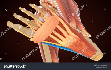 Abductor Hallucis Muscle Anatomy 3d Illustration Stock Illustration
