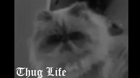 Cat Thug Life Youtube
