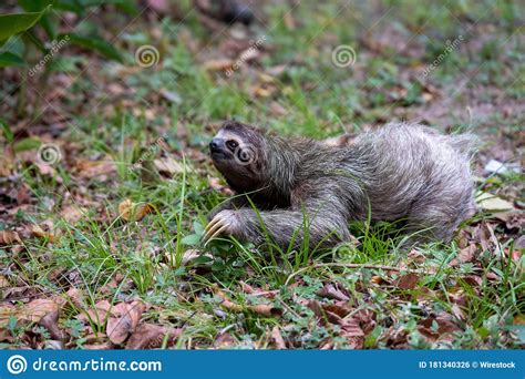 Closeup Of A Two Toed Sloth On The Ground Covered In Leaves And Grass Under The Sunlight At