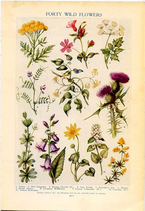 Vintage Botanical Prints Forty Wild Flowers 1926 Lithographs For