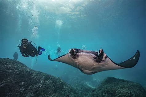 Beautiful Manta Ray Underwater With Scuba Divers Stock Photo Image Of