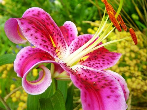 Stargazer Lily Facts And History Flower Press