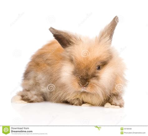Cute Rabbit In Front Isolated On White Background Stock Photo Image