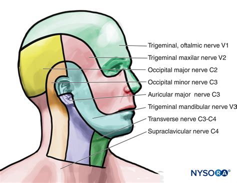 Head And Neck Nerves Somatic Nerves Cervical Plexus N Vrogue Co