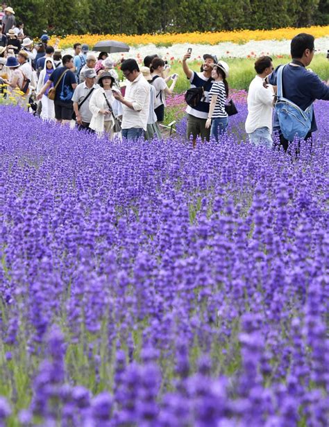 Lavender Fields In Hokkaidos Furano In Full Bloom