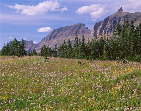 Mtgl 105 Meadow Of Alpine Wildflowers At Logan Pass And Peaks Of The