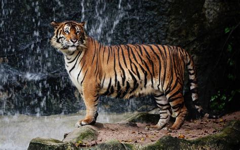 Tiger Nature Big Cats Animals Wallpapers Hd Desktop