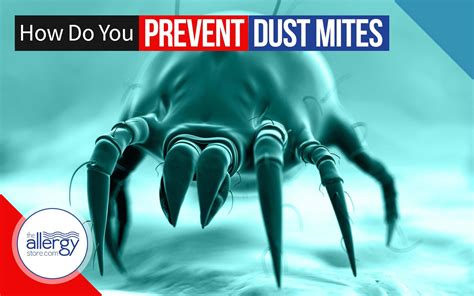How To Prevent House Dust Mites Allergystorecom