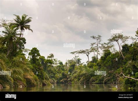 Tropical Rainforest Along Rembo Ngowe River Akaka Loango National