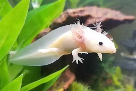 Axolotl Detailed Guide Care Diet And Breeding Shrimp And Snail