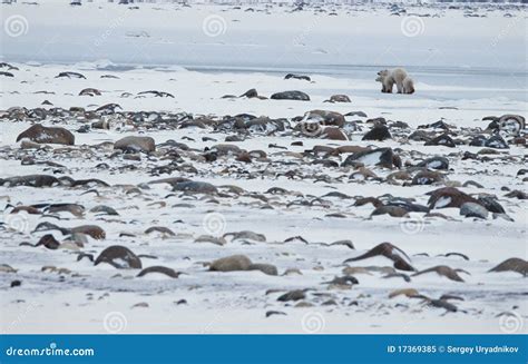 Polar She Bear With Cubs Leaves Stock Image Image Of Childhood