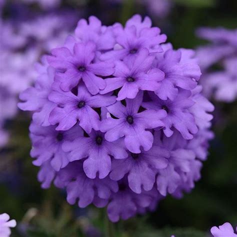 Verbena Spreading Verbena Our Plants Kaw Valley Greenhouses