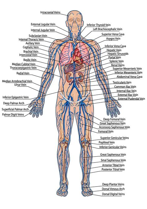 Printiable Mape Of Arteries And Viens Principal Veins Human Anatomy This Stock Medical