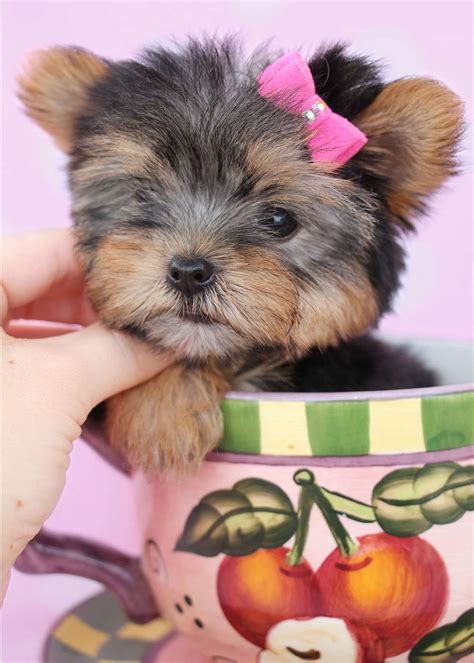 Our family also offers courier to deliver your puppy to your door,alabama, florida T-Cup Yorkies For Sale South Florida | Teacups, Puppies & Boutique