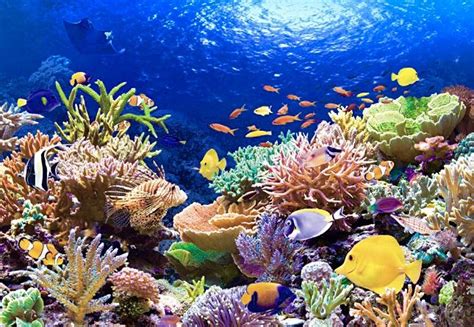 Underwater Painting Underwater Life Great Barrier Reef Ocean Art