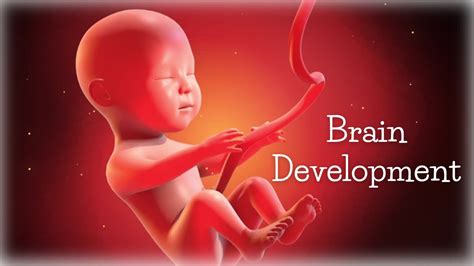 Pregnancy Music For The Unborn Baby ♡ Brain Development ♡ Classical