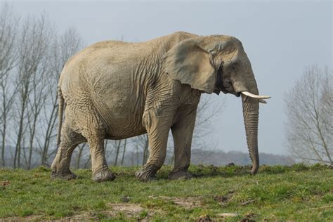 Female African Elephant Wildlife Shots
