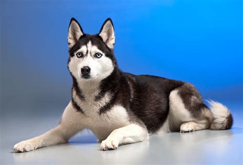 The siberian husky is a compact and strong working dog. Husky dog Wallpaper HD : backgrounds & themes for Android ...