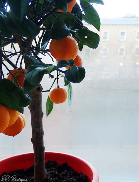 Red Lime Tree From Best4garden Db Reviews Uk Lifestyle Blog