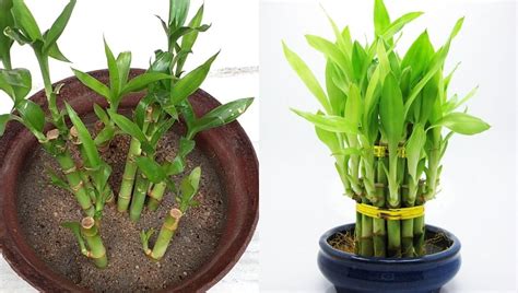 Lucky Bamboo Plant Benefits Care How To Grow In Water And Soil