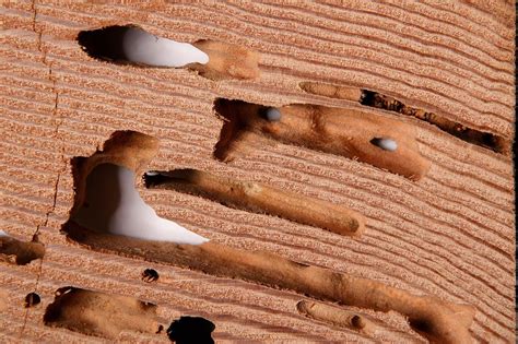 Drywood Termites — Elite Pest Management
