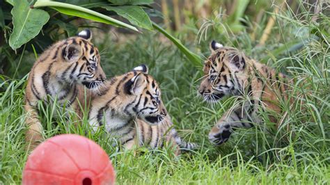 Sumatran Tiger Cubs Explore Jungle Habitat In Sydney Zoo