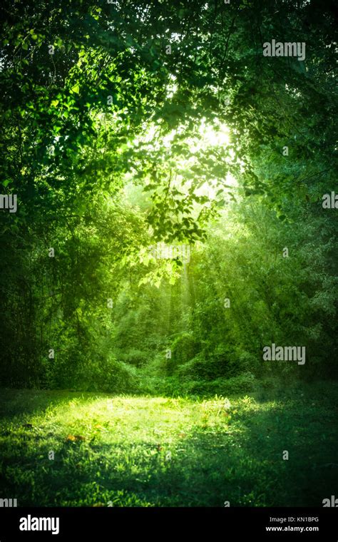 Sunlight Shining Through Trees In Woods Stock Photo Alamy