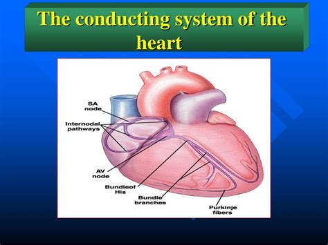 Ppt The Conducting System Of The Heart Powerpoint Presentation Free