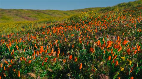 California Super Bloom Has Wildflowers Galore After Heavy Rains The