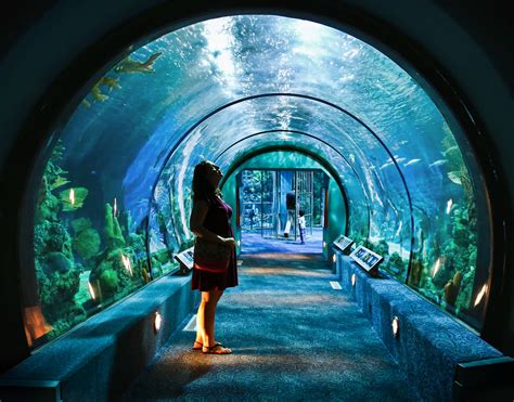 Aqua Tunnel Any Aquarium That Has An Underwater Tunnel Is Flickr