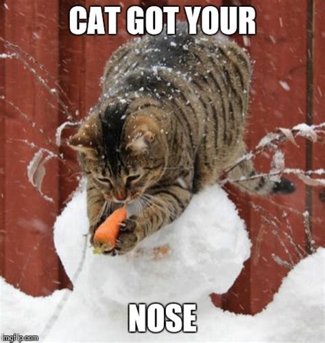 Cat Vs Snowman Imgflip