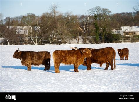 Highland Cows Snow Hi Res Stock Photography And Images Alamy