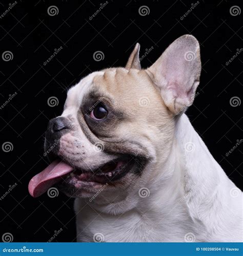 Portrait Of An Adorable French Bulldog Stock Photo Image Of Bred