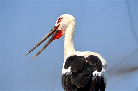 Stork B Free Stock Photo Public Domain Pictures