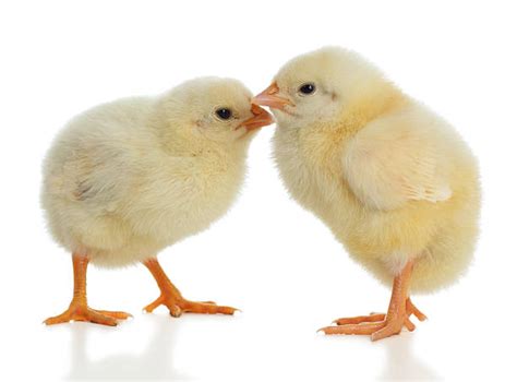 Cute Baby Chicks Stock Photos Pictures And Royalty Free Images Istock