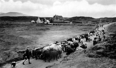 Tour Scotland Old Photograph Crofter Herding Highland Cows Isle Of