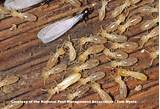Pictures of Termite Nests In Homes