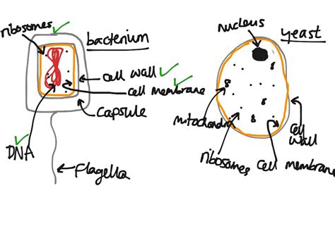 Showme A Real Plant Cell