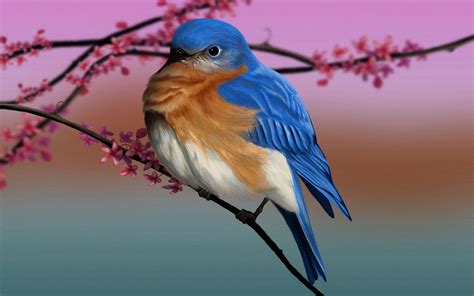 Bluebirds Computer Wallpapers Wallpaper Cave