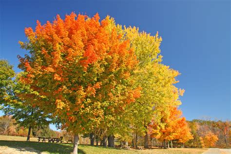 November 2021 Tree Of The Month Sugar Maple Treescharlotte