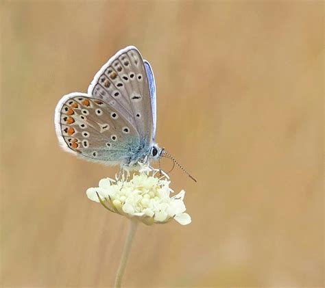 Common Female Blue Butterfly · Free Stock Photo