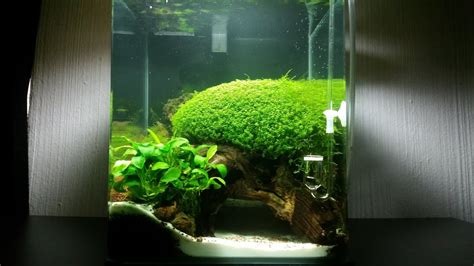 There are numerous different types that can be used, and they can vary in price. Nano Cube Aquascape - YouTube