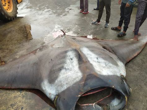 Manta Rays Weighing 250 Kg And 750 Kg Caught Off Karnataka Coast