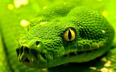 Green Snake Snake Green Anaconda Green Python Hd Wallpaper Pxfuel