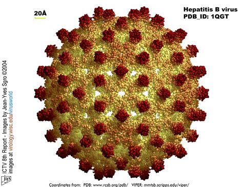 Virusworld Human Hepatitis B Viral Capsid