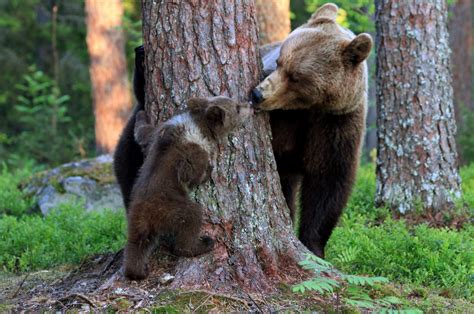 Adorable Bears Caught Playing Peekaboo Stealing Kisses