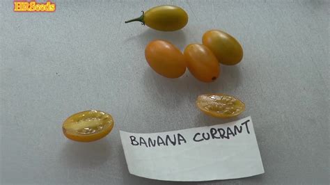 Banana Currant Tomato Solanum Lycopersicum Var Pimpinellifolium
