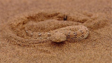 Video Of A Viper Burrowing And Disappearing Into The Sand Will Freak