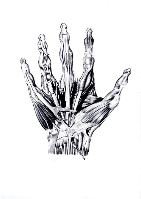 Hand Anatomy By Joheather92 On Deviantart